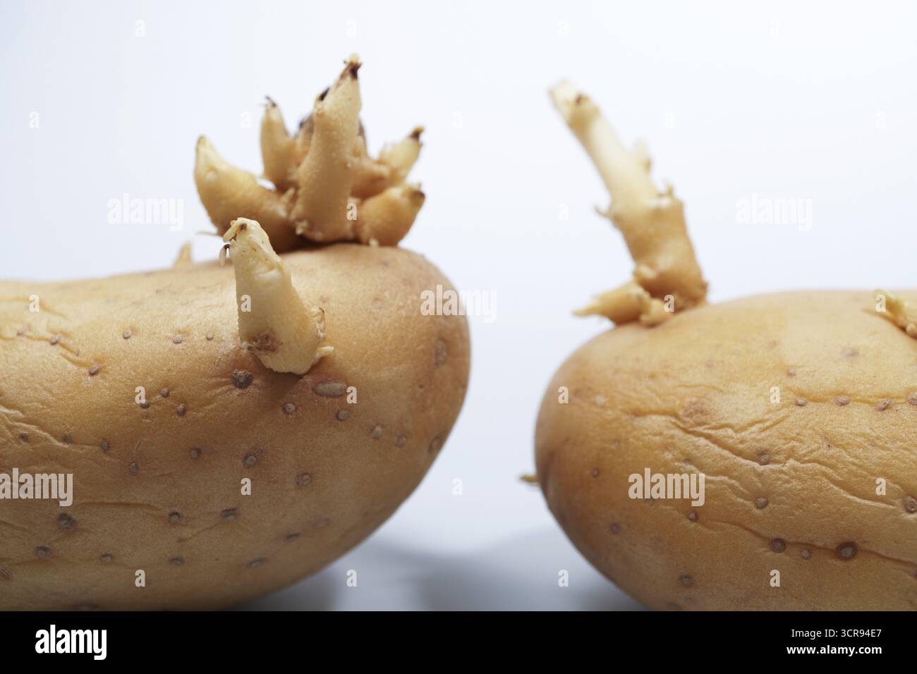 Pommes de terre poussant de nouvelles pousses montrant la croissance des plantes et le processus de germination Banque D'Images