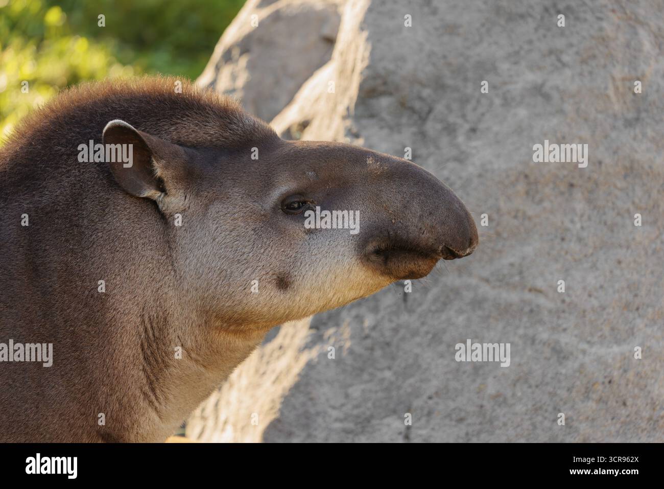 Portrait d'un tapir sud-américain mâle (Tapirus terrestris). Captif Banque D'Images