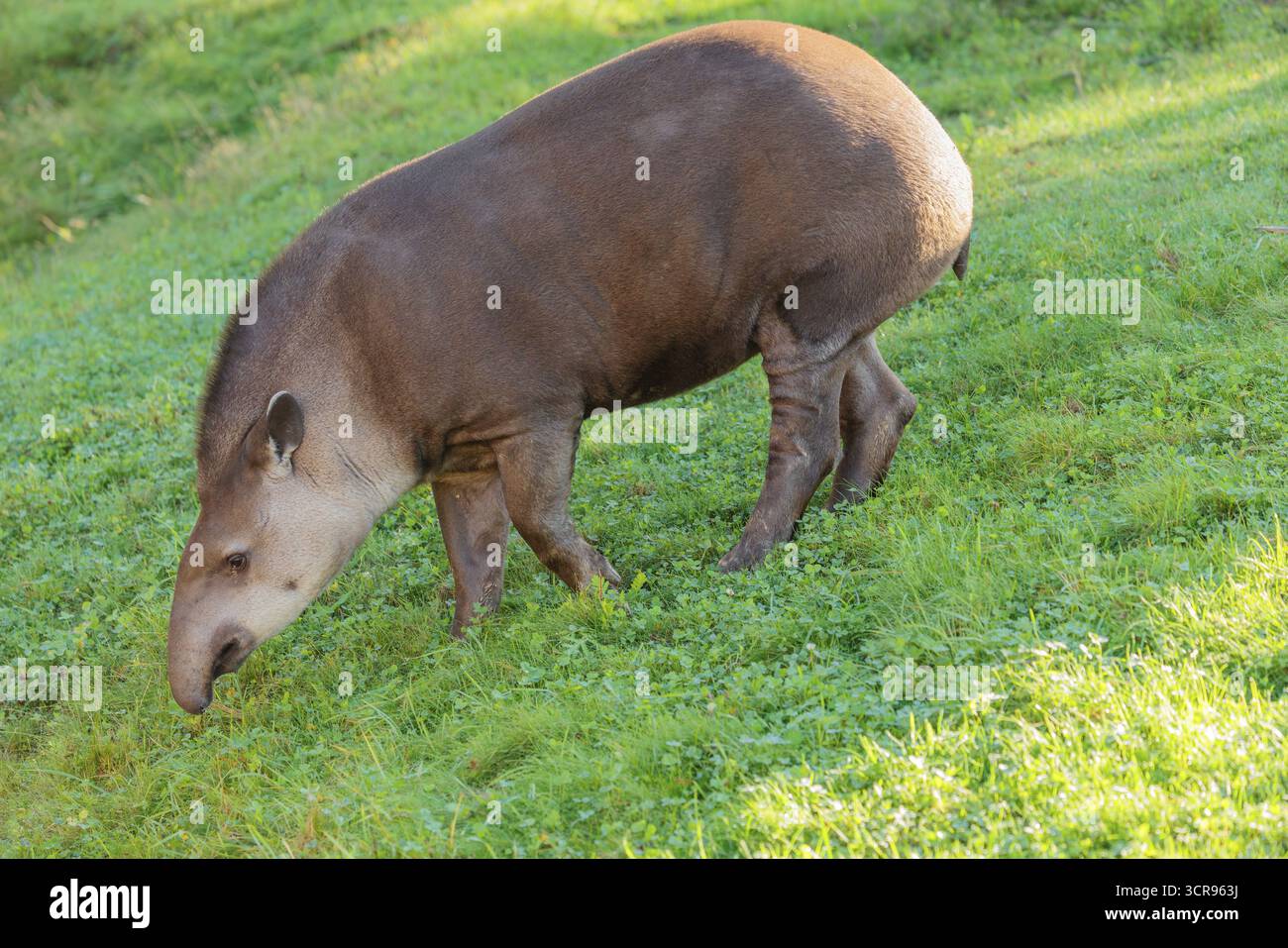 Un tapir sud-américain (Tapirus terrestris) traverse une prairie verte, à la recherche de nourriture. Captif Banque D'Images