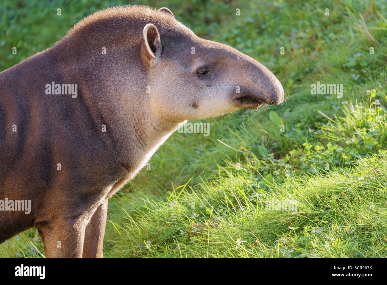 Portrait d'un tapir sud-américain mâle (Tapirus terrestris). Captif Banque D'Images