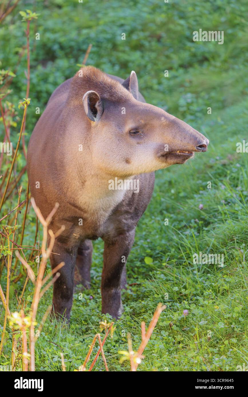 Un tapir sud-américain (Tapirus terrestris) traverse le sous-bois à la lisière de la forêt à la recherche de nourriture. Captif Banque D'Images