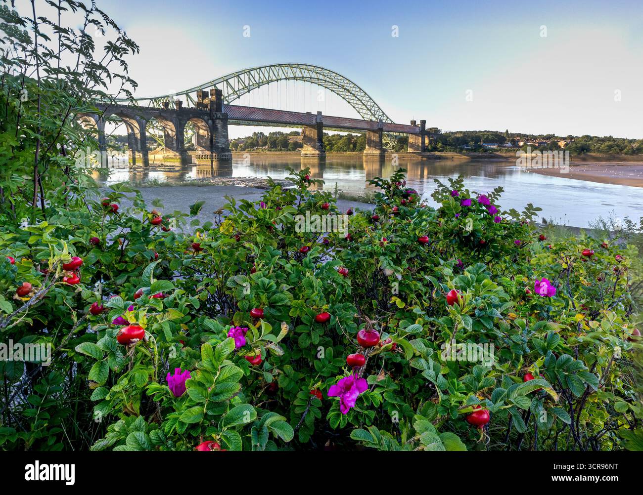 Pont Silver Jubilee et viaduc ferroviaire au-dessus de la rivière Mersey avec des roses sauvages au premier plan Banque D'Images