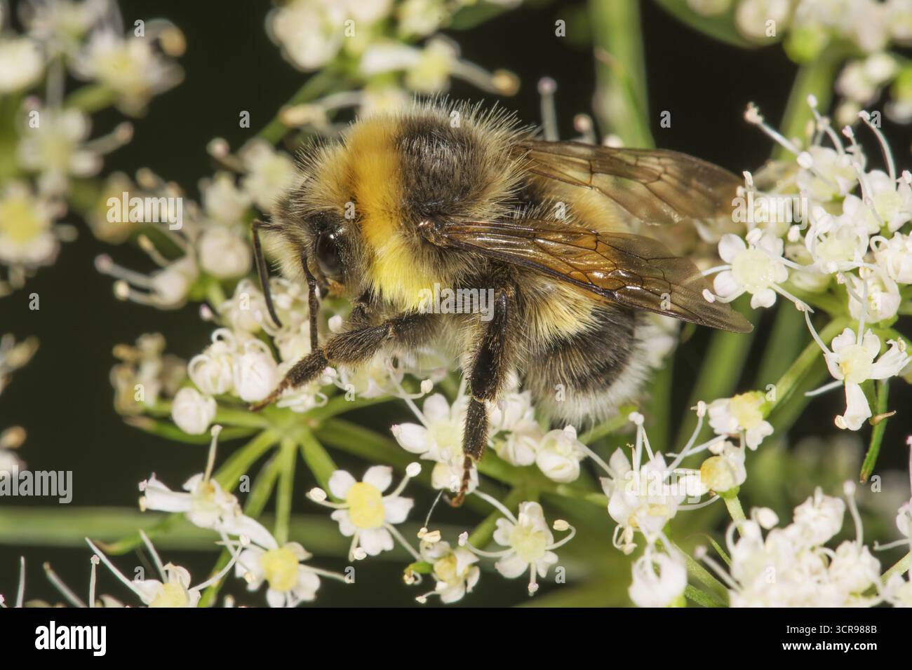 Abeille cardée à bandes brunes (Bombus muscorum) à la recherche de nectar sur les fleurs blanches de l'asperge des prairies (Heracleum sphondylium), Bade-Wuerttemberg, Allemagne Banque D'Images
