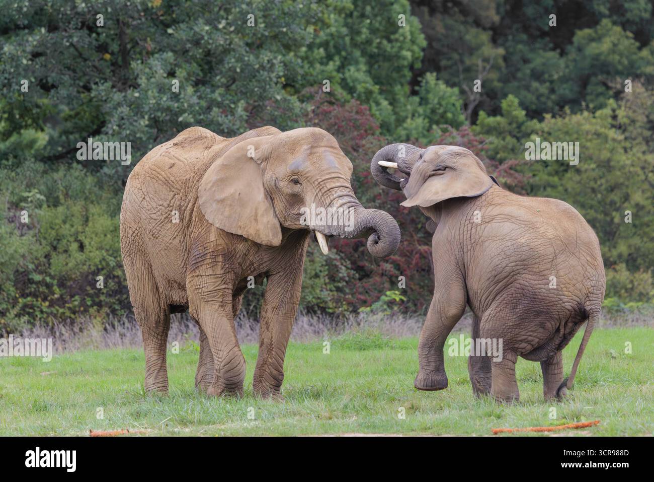 Une femelle adulte éléphant d'Afrique (Loxodonta africana) lutte avec son veau mâle sur une prairie à la lisière d'une forêt. Captif Banque D'Images