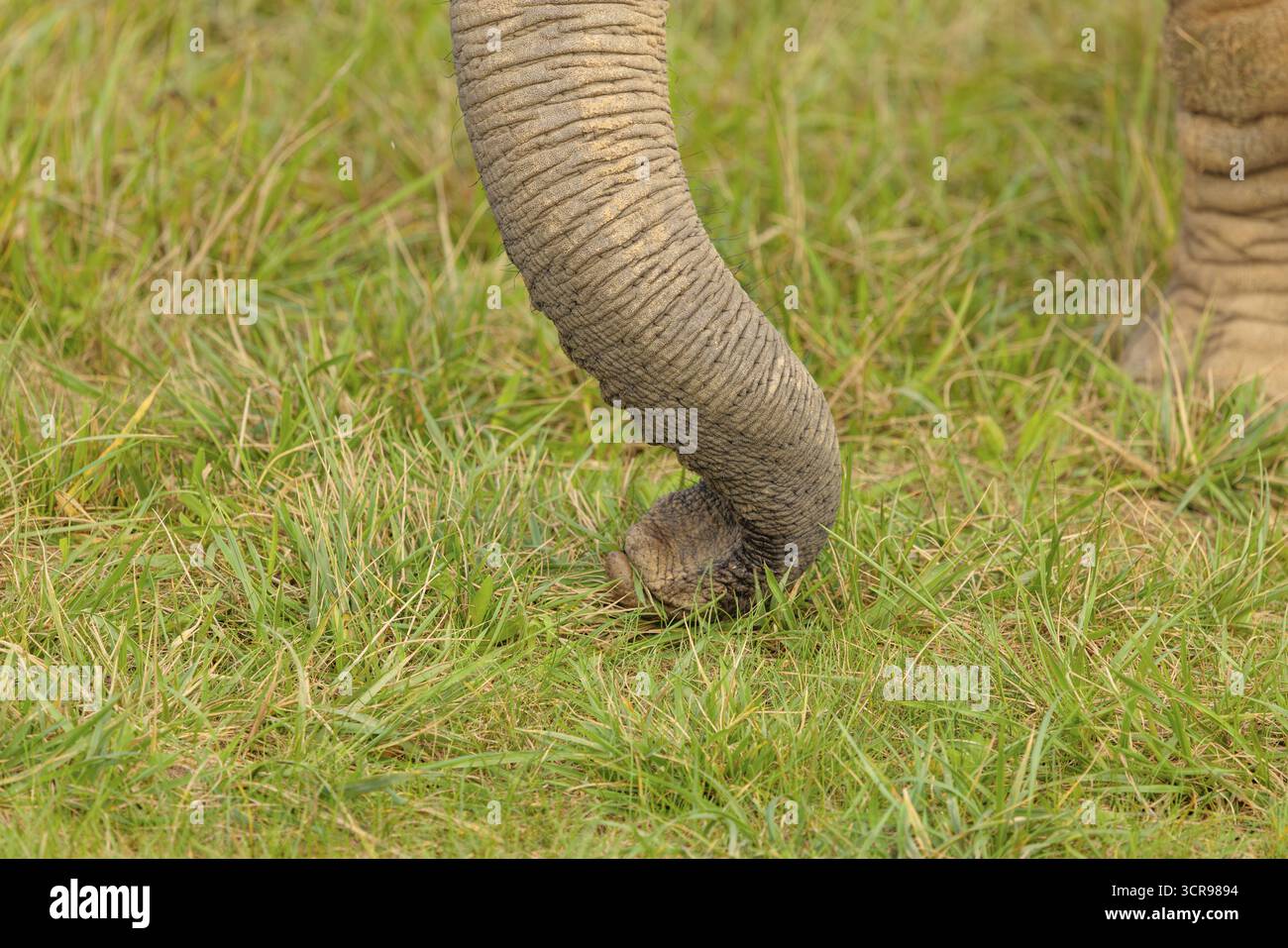 Une éléphant femelle (Loxodonta africana) cueille de l'herbe avec son tronc. Gros plan du coffre.. Captif Banque D'Images