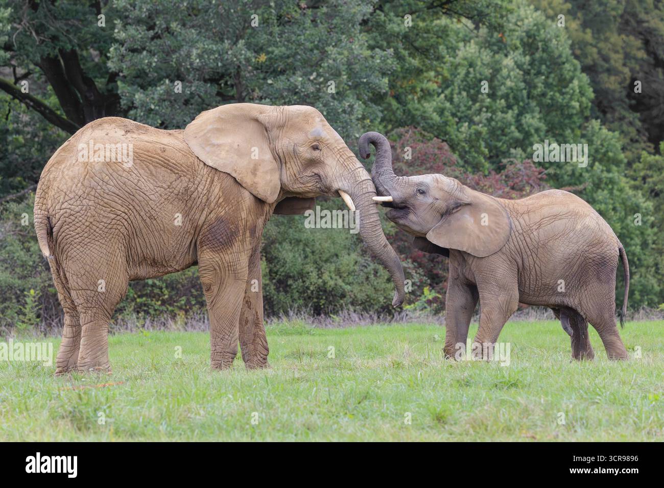 Une femelle adulte éléphant d'Afrique (Loxodonta africana) lutte avec son veau mâle sur une prairie à la lisière d'une forêt. Captif Banque D'Images