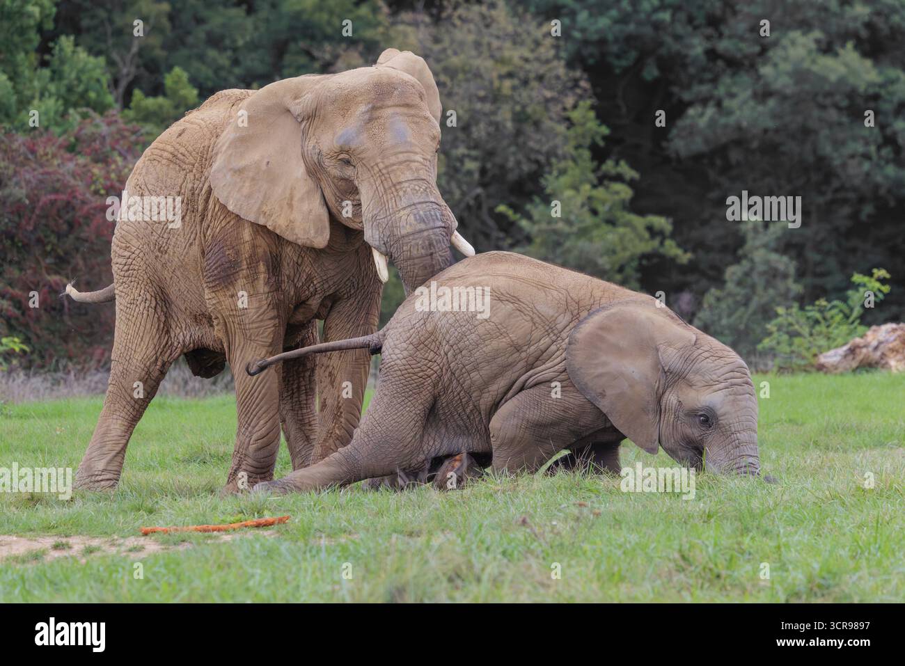 Une femelle adulte éléphant d'Afrique (Loxodonta africana) lutte avec son veau mâle jusqu'à ce qu'il tombe dans le pré à la lisière de la forêt. Captif Banque D'Images