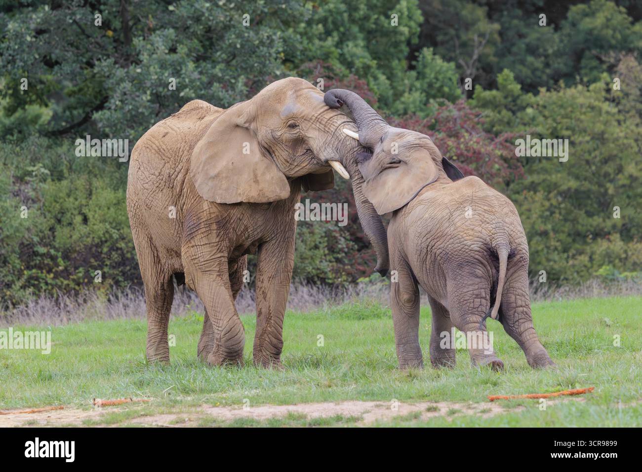 Une femelle adulte éléphant d'Afrique (Loxodonta africana) lutte avec son veau mâle sur une prairie à la lisière d'une forêt. Captif Banque D'Images