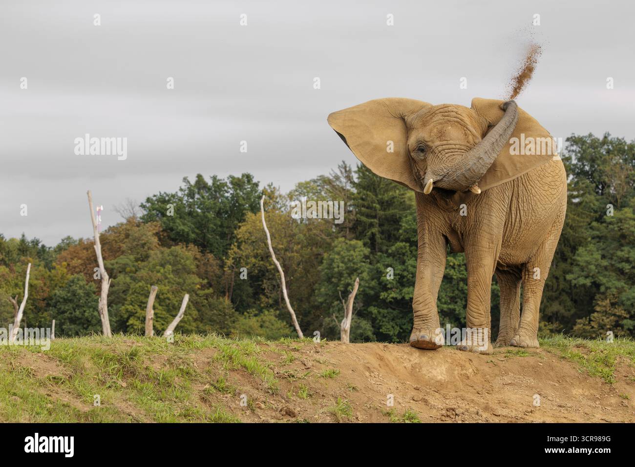 Une vache éléphante (Loxodonta africana) se tient sur une colline et se jette de la poussière. Captif Banque D'Images