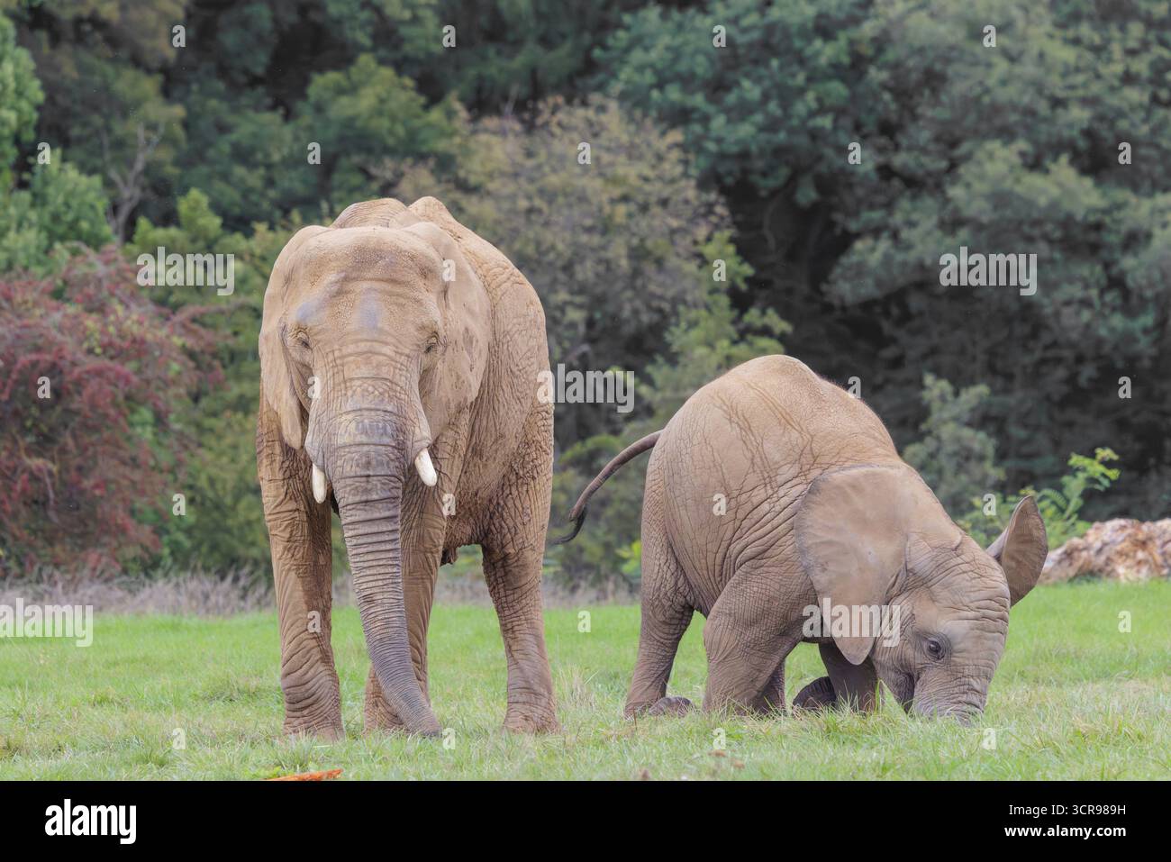 Une femelle adulte éléphant d'Afrique (Loxodonta africana) lutte avec son veau mâle jusqu'à ce qu'il tombe dans le pré à la lisière de la forêt. Captif Banque D'Images