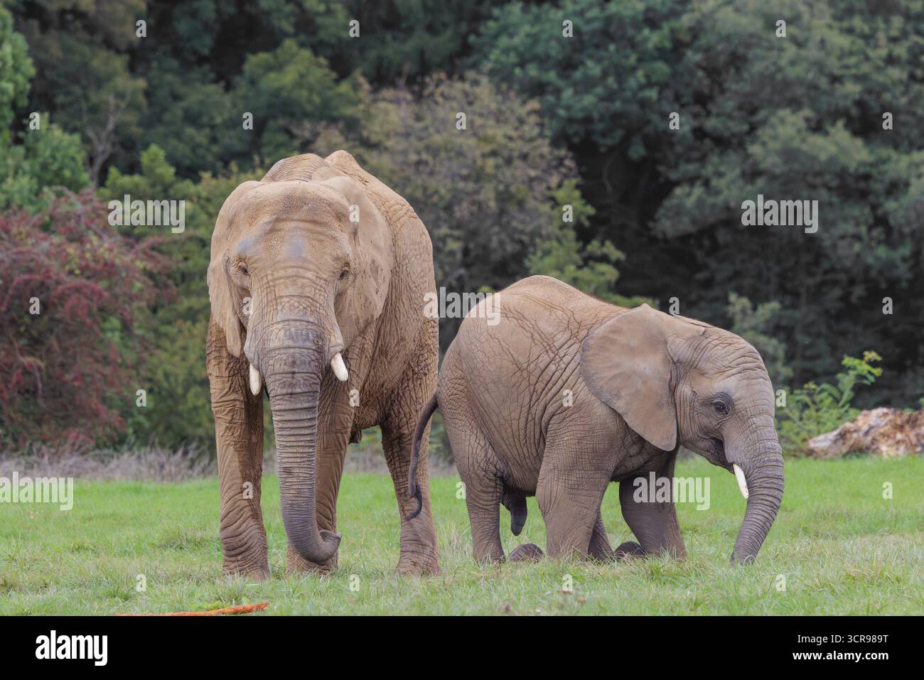 Une femelle adulte éléphant d'Afrique (Loxodonta africana) lutte avec son veau mâle jusqu'à ce qu'il tombe dans le pré à la lisière de la forêt. Captif Banque D'Images