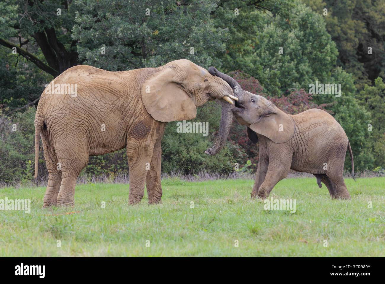 Une femelle adulte éléphant d'Afrique (Loxodonta africana) lutte avec son veau mâle sur une prairie à la lisière d'une forêt. Captif Banque D'Images