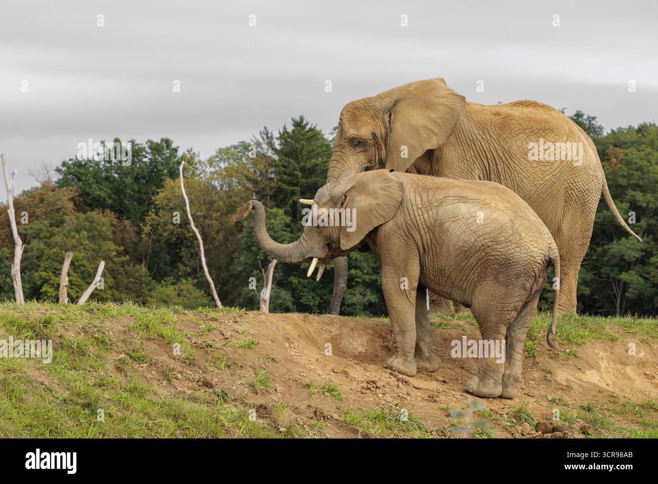 Un veau éléphant mâle (Loxodonta africana) cherche des minéraux avec son tronc. Sa mère se tient à proximité.. Captif Banque D'Images