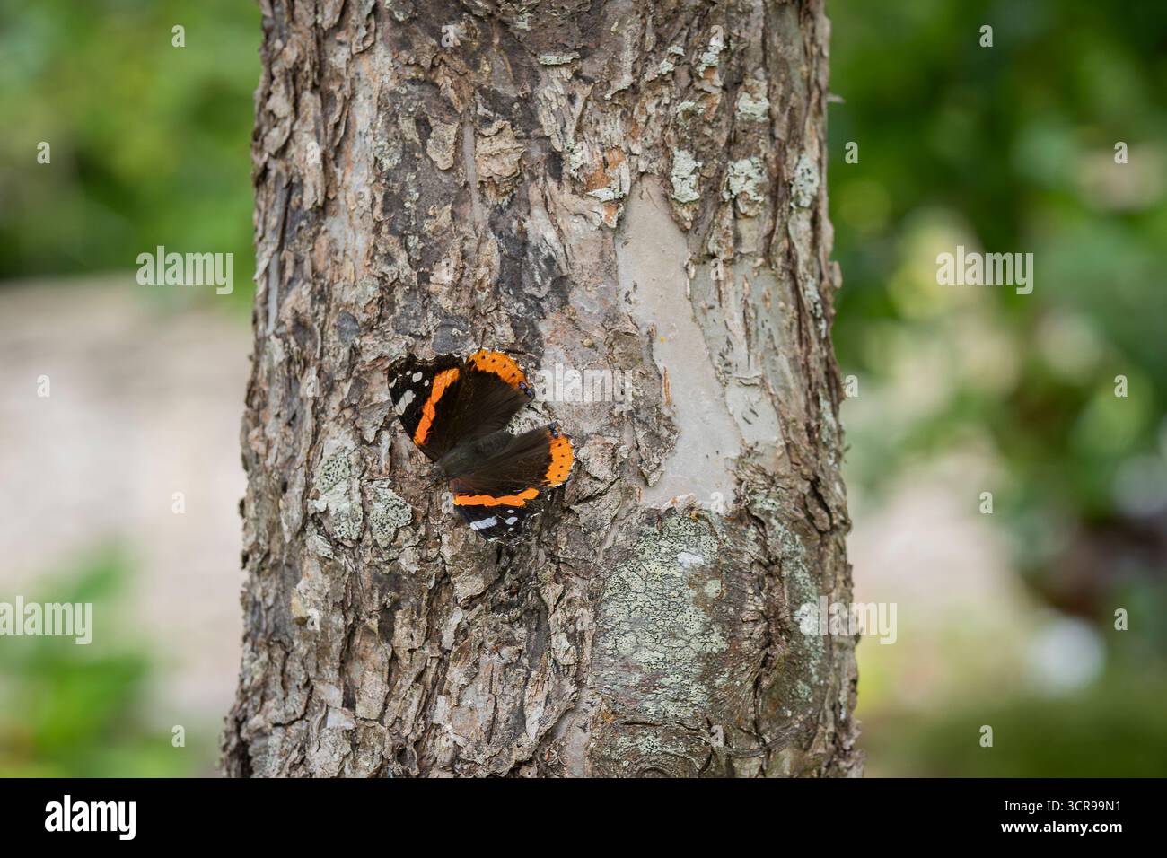 Un papillon rouge amiral (Vanessa atalanta) sur un tronc d'arbre. Gros plan sur un papillon Amiral rouge, Vanessa atalanta, qui s'échauffe sur un tronc d'arbre. Banque D'Images