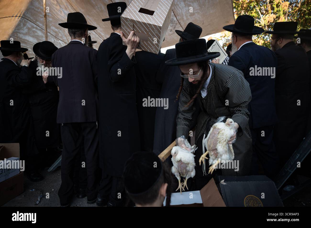 Jérusalem, MEA Shearim à Jérusalem. 29 septembre 2025. Les Juifs ultra-orthodoxes sélectionnent les poulets avant le rituel Kaparot, où les poulets blancs sont abattus comme un geste symbolique d'expiation avant Yom Kippour, la Journée juive des Expiations, dans le quartier de Mea Shearim à Jérusalem, le 29 septembre 2025. Crédit : Chen Junqing/Xinhua/Alamy Live News Banque D'Images
