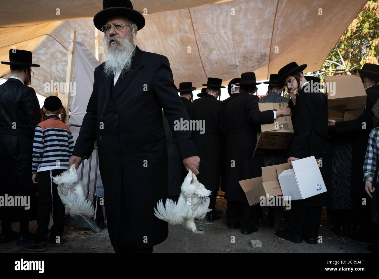 Jérusalem, MEA Shearim à Jérusalem. 29 septembre 2025. Les Juifs ultra-orthodoxes sélectionnent les poulets avant le rituel Kaparot, où les poulets blancs sont abattus comme un geste symbolique d'expiation avant Yom Kippour, la Journée juive des Expiations, dans le quartier de Mea Shearim à Jérusalem, le 29 septembre 2025. Crédit : Chen Junqing/Xinhua/Alamy Live News Banque D'Images