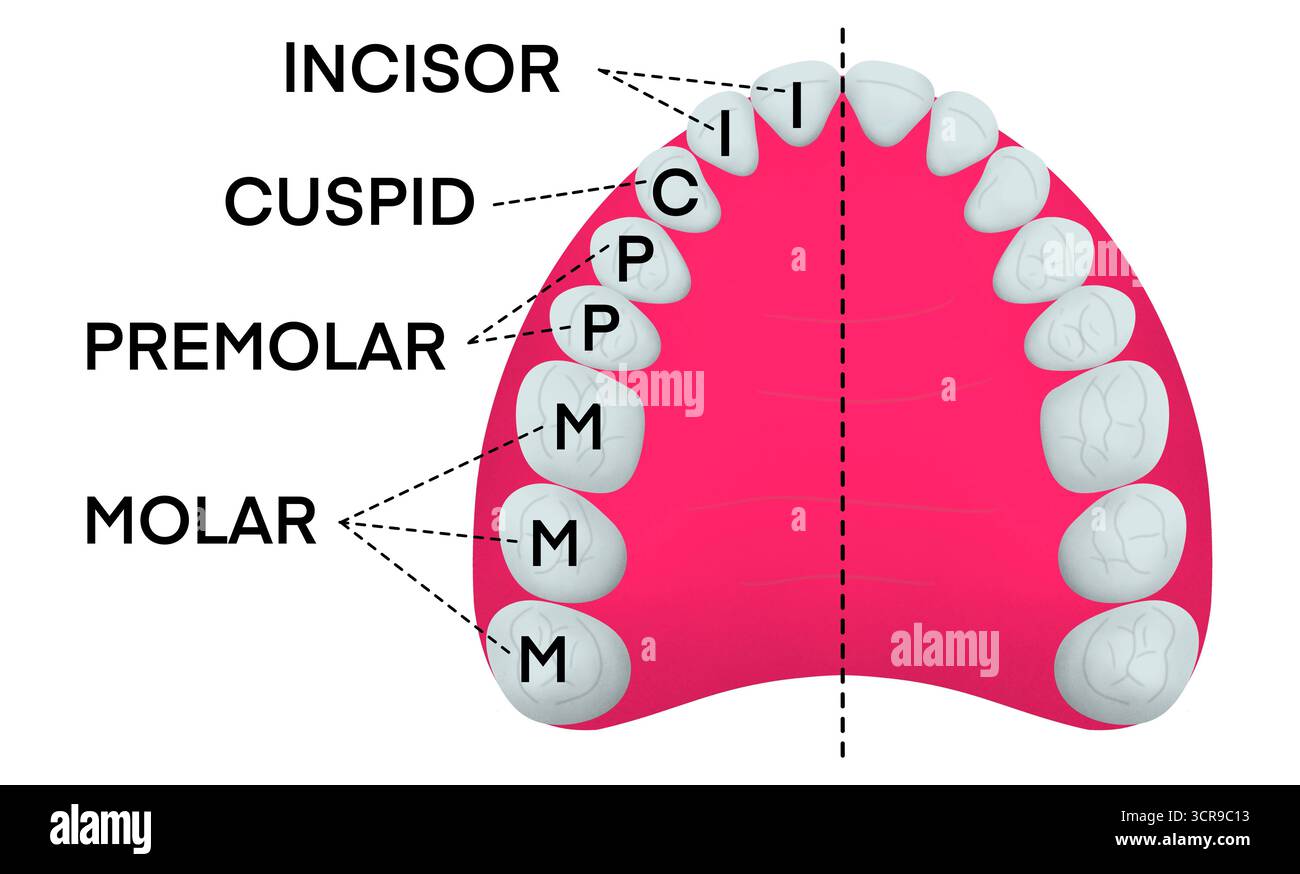 Tableau dentaire éducatif montrant la structure des dents supérieures avec des incisives étiquetées, cuspides, prémolaires et molaires, utile pour l'apprentissage de l'anatomie, médical Banque D'Images