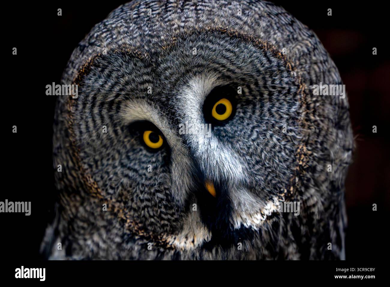 A Great Gray Owl strix nebulosa gros plan portrait isolé sur fond noir Banque D'Images