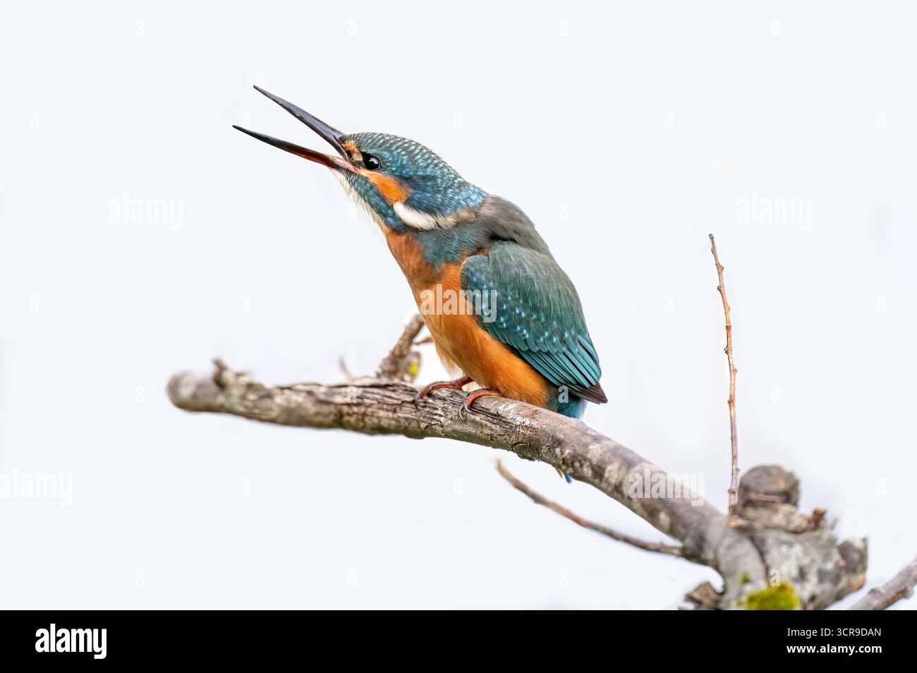 Kingfisher, mâle, sur une branche avec un bec ouvert Banque D'Images