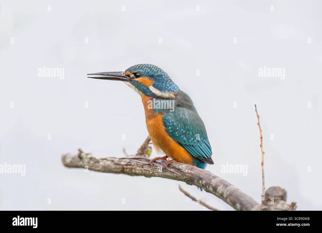 Kingfisher, mâle, sur une branche Banque D'Images