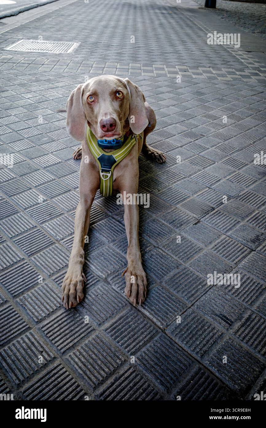 Chien de Weimaraner assis sur le trottoir de la rue urbaine, race de chasse grise avec harnais, Portrait d'animal de compagnie, vie urbaine, chien obéissant, yeux ambrés, pedigree canine Banque D'Images