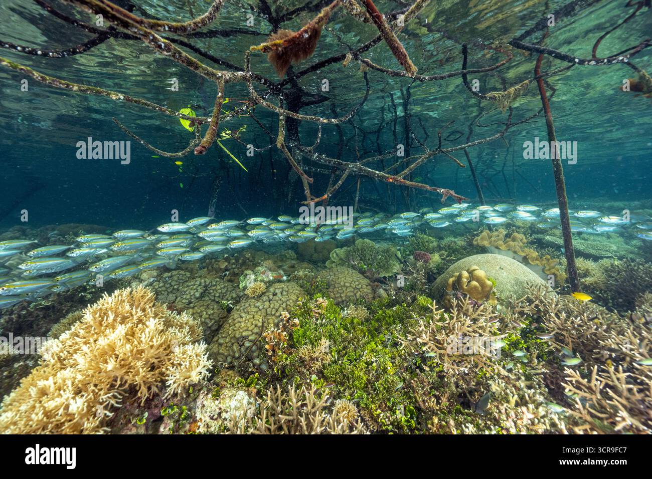 Récif pittoresque avec coraux durs et école de poissons sous la forêt de mangrove, Raja Ampat Indonésie. Banque D'Images