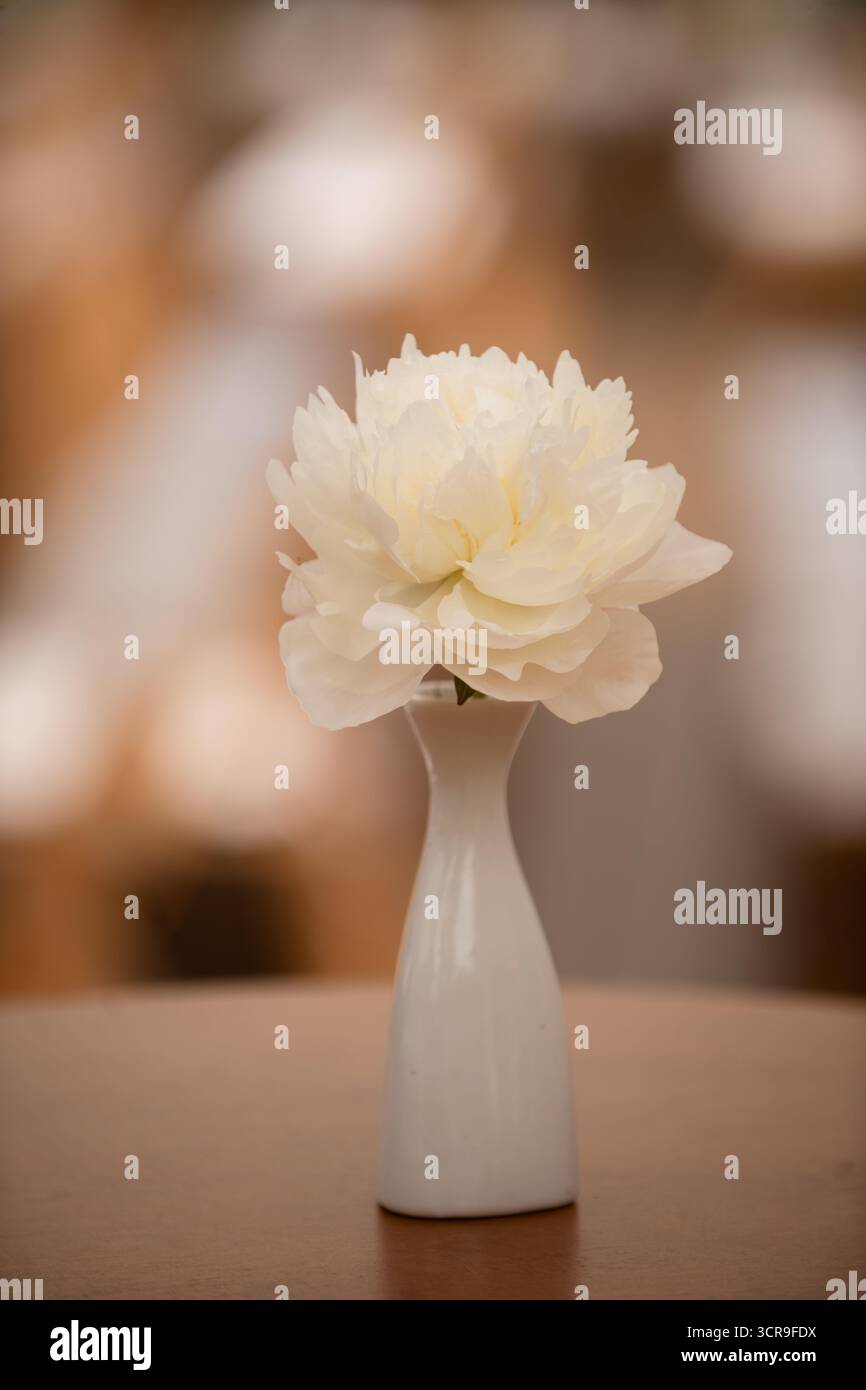 pivoine blanche dans un vase fragile, décoration sur la table Banque D'Images