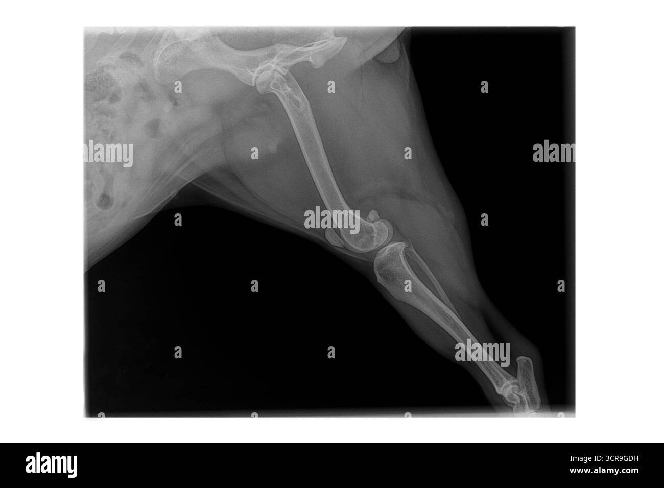 Radiographie d'un ostéosarcome de la jambe du chien bouledogue français. Diagnostic du cancer osseux du membre canin Banque D'Images