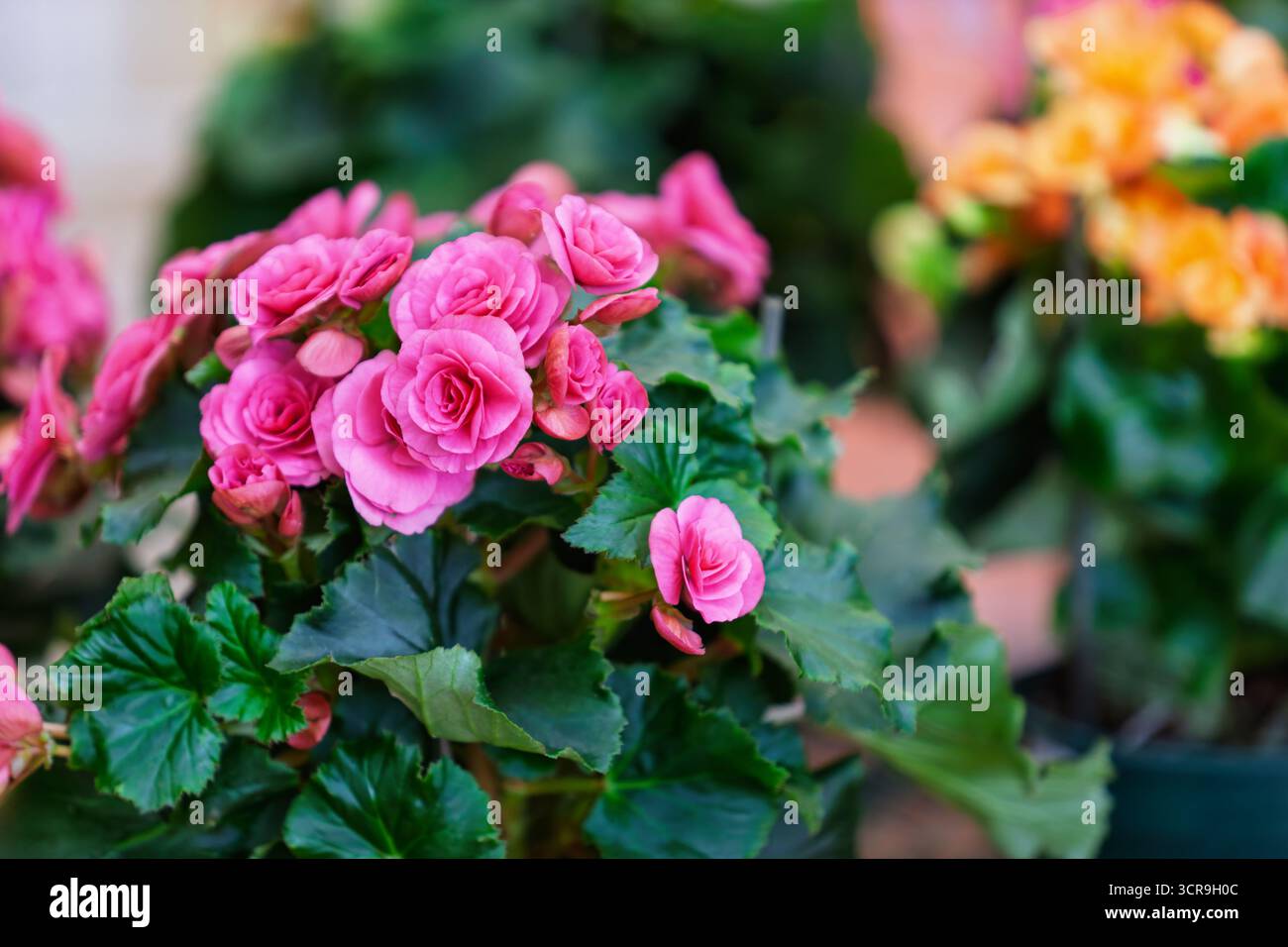 bouquet bouquet de roses rouges, roses et jaunes en pot, serre de pépinière de jardin, commerce avec diverses fleurs Banque D'Images