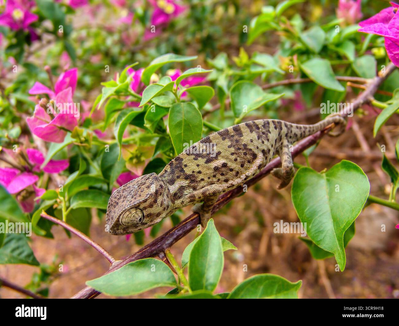 Caméléon marchant sur une branche de Bougainvillea dans le jardin, changeant de couleurs selon les environs Banque D'Images Caméléon marchant sur une branche de Bougainvillea dans le jardin, changeant de couleurs selon les environs Banque D'Images
