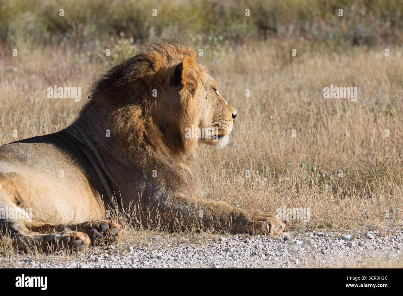 Lion reposant près d'une route de gravier dans un parc animalier, CKGR, Botswana, dans une réserve naturelle Banque D'Images Lion reposant près d'une route de gravier dans un parc animalier, CKGR, Botswana, dans une réserve naturelle Banque D'Images