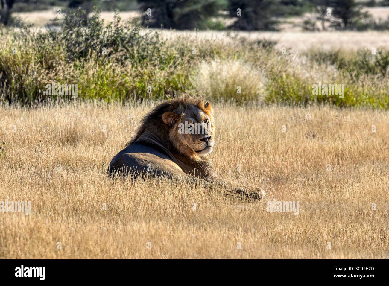 Lion reposant dans la grande herbe sèche dans un parc animalier, CKGR, Botswana, dans une réserve naturelle Banque D'Images Lion reposant dans la grande herbe sèche dans un parc animalier, CKGR, Botswana, dans une réserve naturelle Banque D'Images