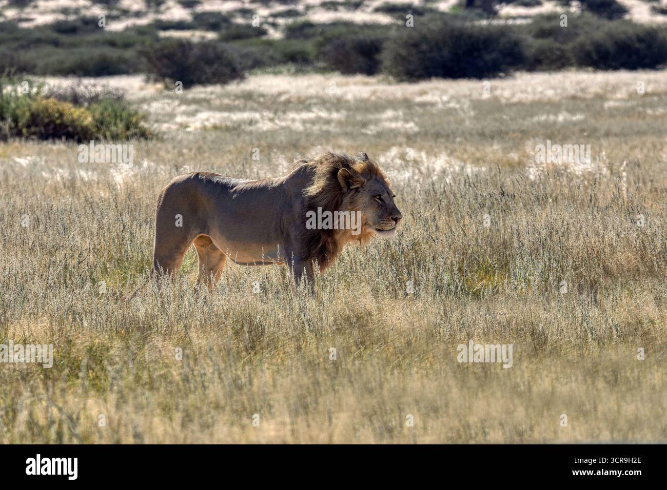 Lion marchant dans la savane de brousse, se cachant dans les hautes herbes, , CKGR, Botswana, dans la réserve naturelle Banque D'Images Lion marchant dans la savane de brousse, se cachant dans les hautes herbes, , CKGR, Botswana, dans la réserve naturelle Banque D'Images