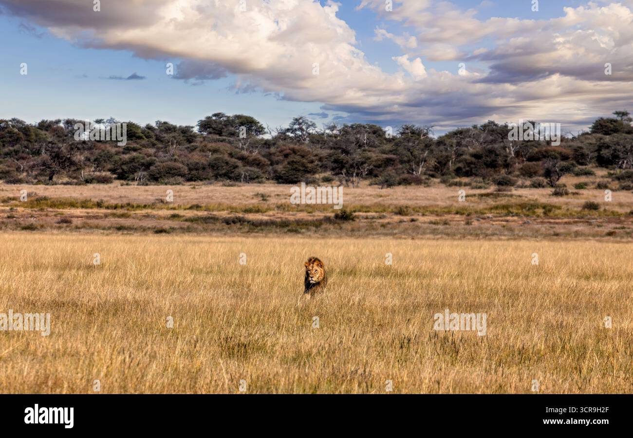 Lion marchant dans la savane de brousse, se cachant dans les hautes herbes, , CKGR, Botswana, dans la réserve naturelle Banque D'Images Lion marchant dans la savane de brousse, se cachant dans les hautes herbes, , CKGR, Botswana, dans la réserve naturelle Banque D'Images