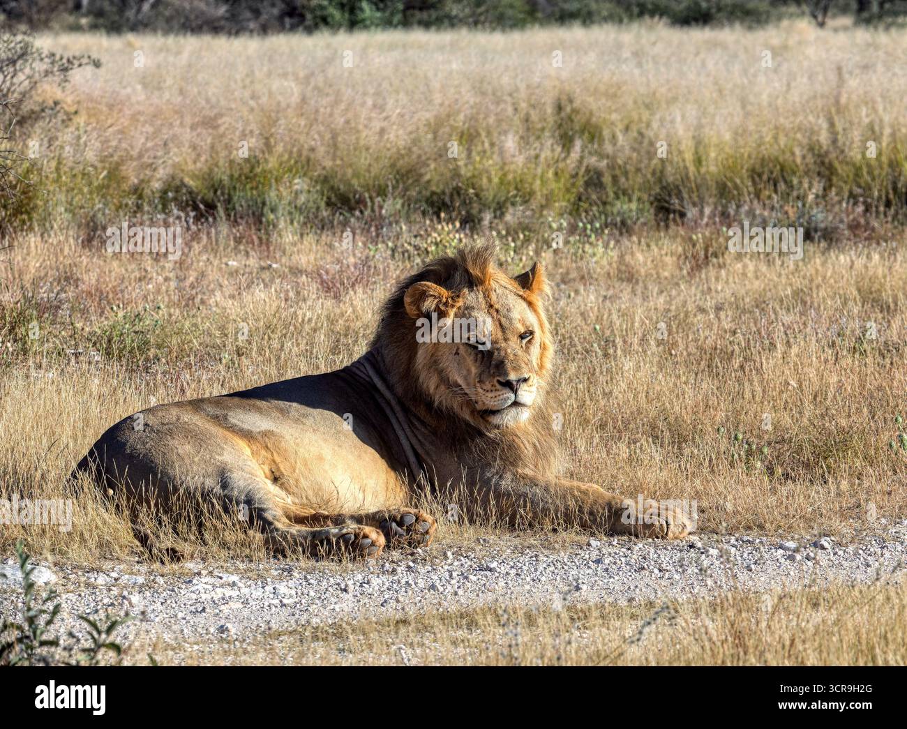 Lion reposant près d'une route de gravier dans un parc animalier, CKGR, Botswana, dans une réserve naturelle Banque D'Images Lion reposant près d'une route de gravier dans un parc animalier, CKGR, Botswana, dans une réserve naturelle Banque D'Images