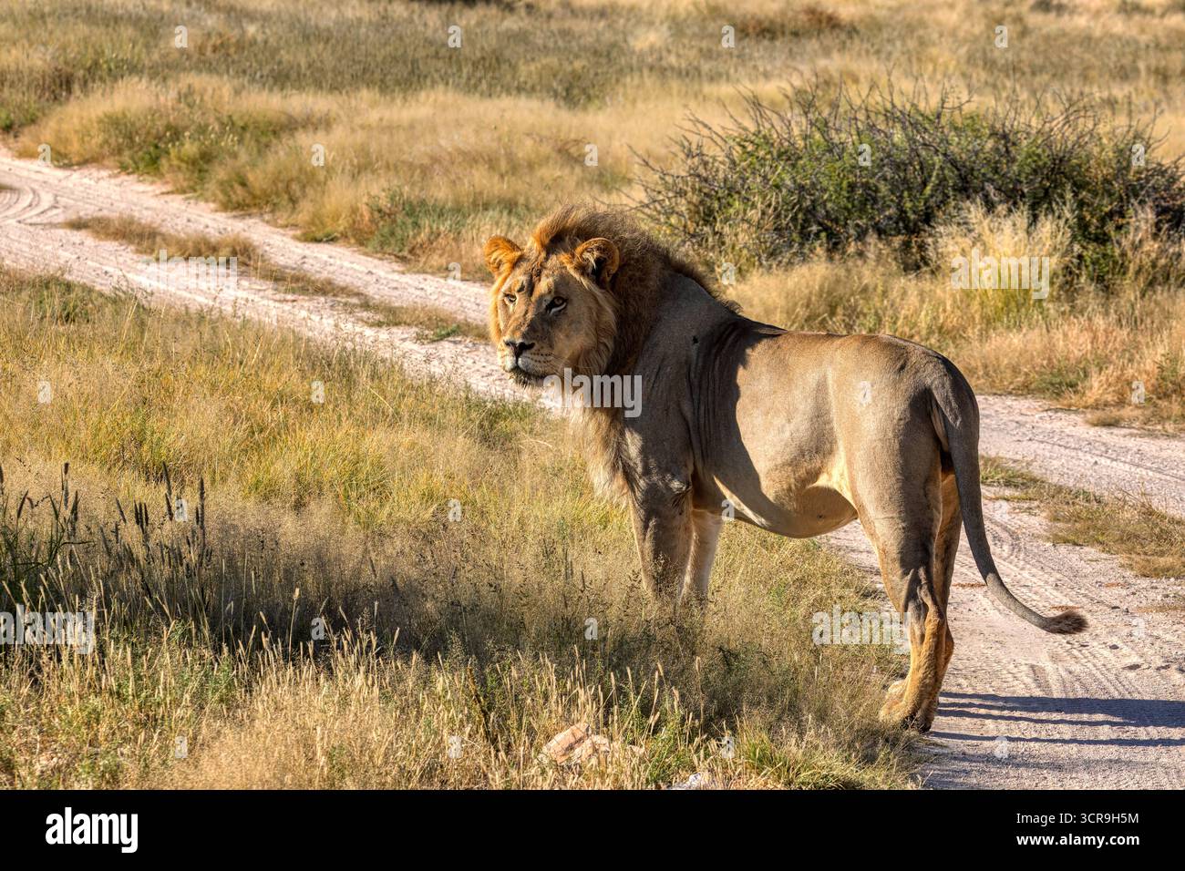 Lion marchant sur un chemin de terre dans un parc animalier, CKGR, Botswana, dans une réserve naturelle Banque D'Images Lion marchant sur un chemin de terre dans un parc animalier, CKGR, Botswana, dans une réserve naturelle Banque D'Images