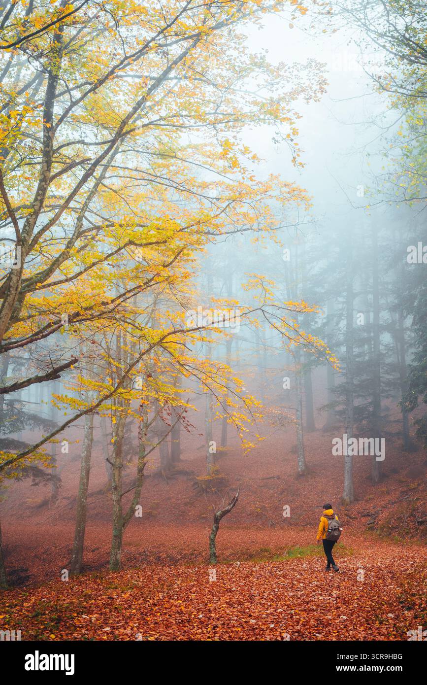 Randonneur se promène dans une forêt d'automne brumeuse aux feuilles jaunes Banque D'Images