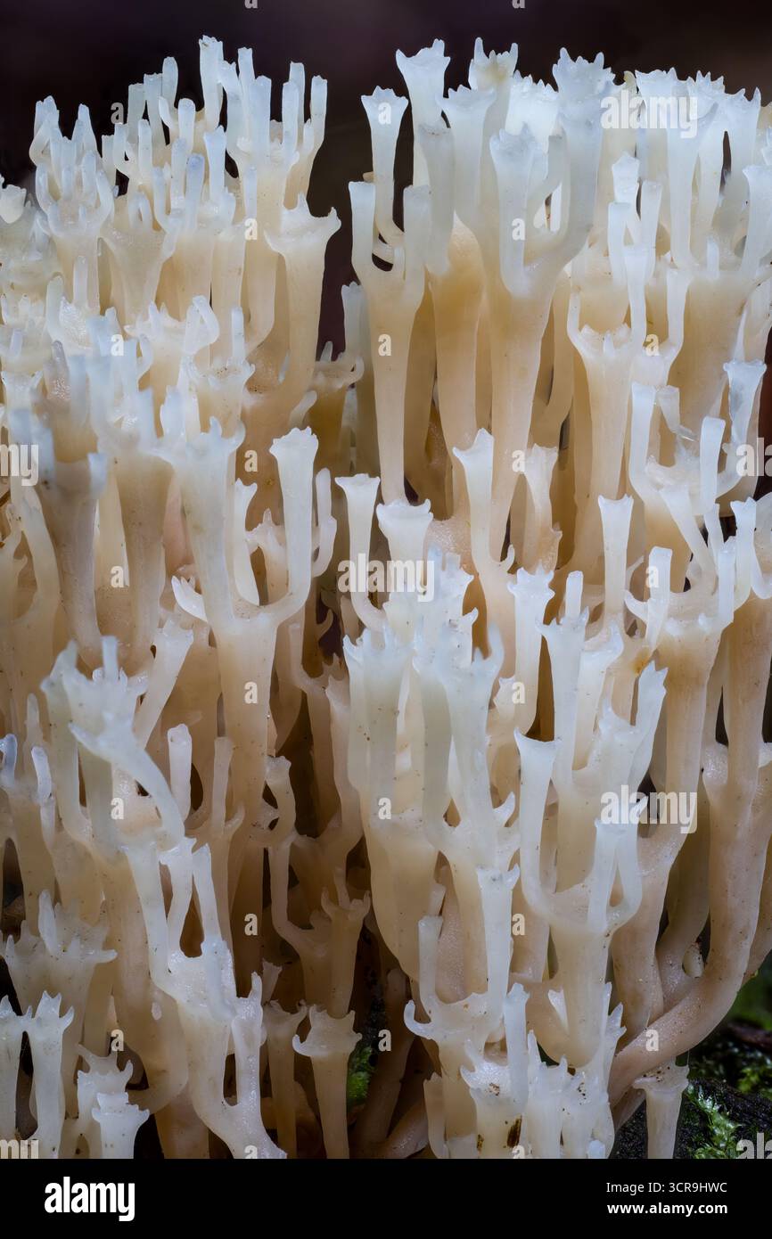 Champignon corallien à bout de couronne Banque D'Images