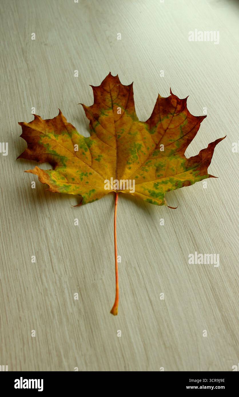 Une belle feuille d'érable aux bords jaunis sur une surface en bois clair texturé Banque D'Images