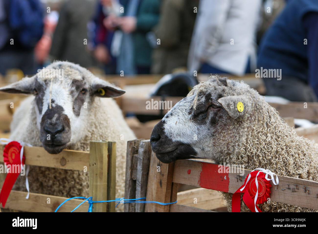 40th Masham Sheep Fair, North Yorkshire 2025 Banque D'Images