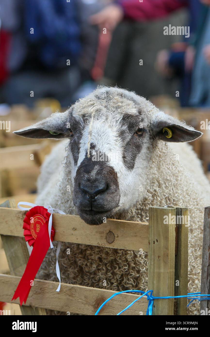40th Masham Sheep Fair, North Yorkshire 2025 Banque D'Images