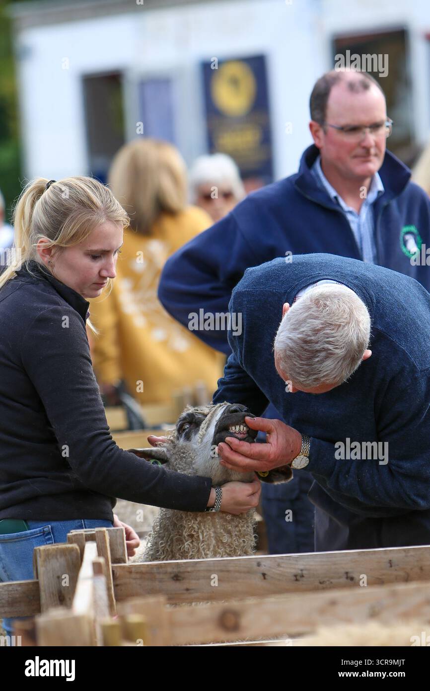 40th Masham Sheep Fair, North Yorkshire 2025 Banque D'Images