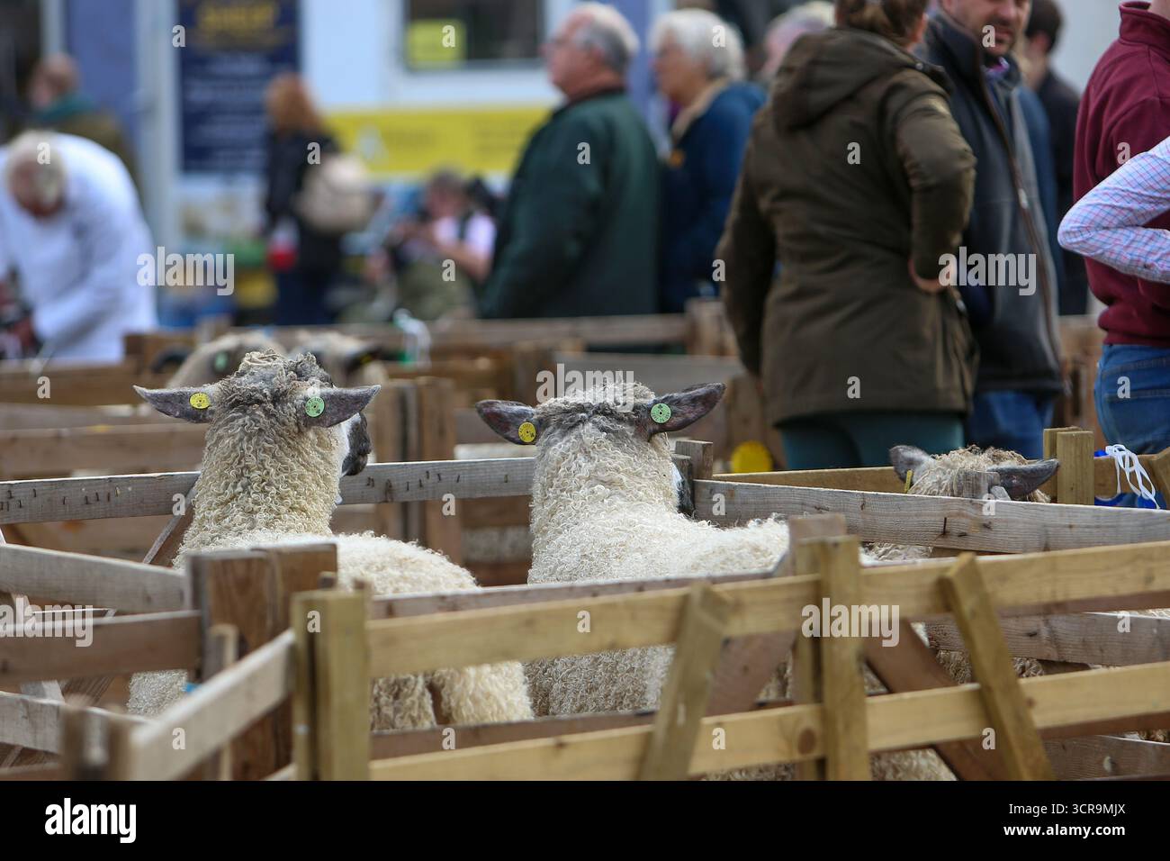 40th Masham Sheep Fair, North Yorkshire 2025 Banque D'Images