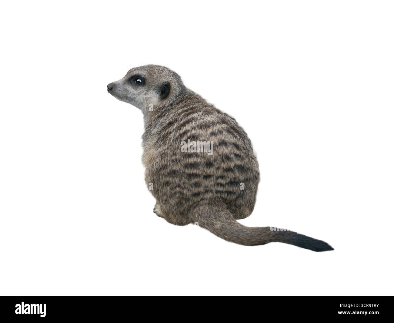 suricate isolé sur fond blanc Banque D'Images