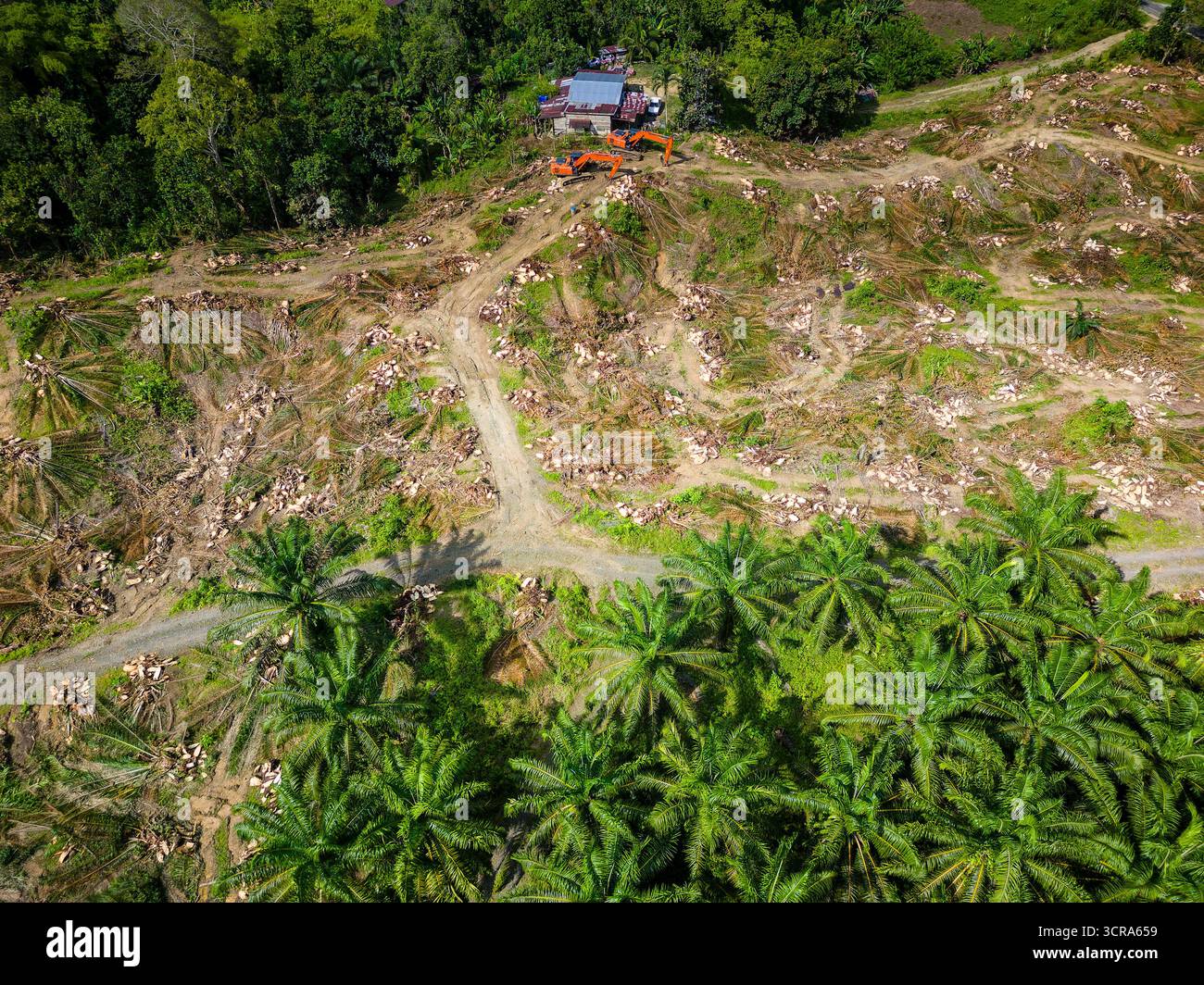 Machinerie lourde défrichant la jungle pour la production d'huile de palme causant la perte et les dommages à l'habitat Banque D'Images