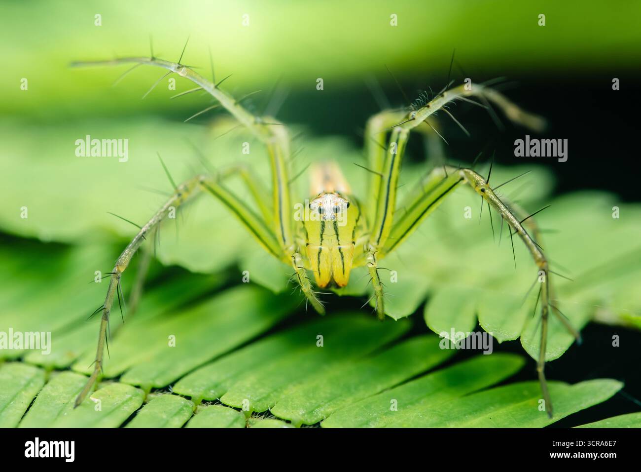 Araignée lynx verte avec des pattes épineuses debout sur une feuille vert vif, affichant des détails complexes et des couleurs vives dans un gros plan de la nature Banque D'Images