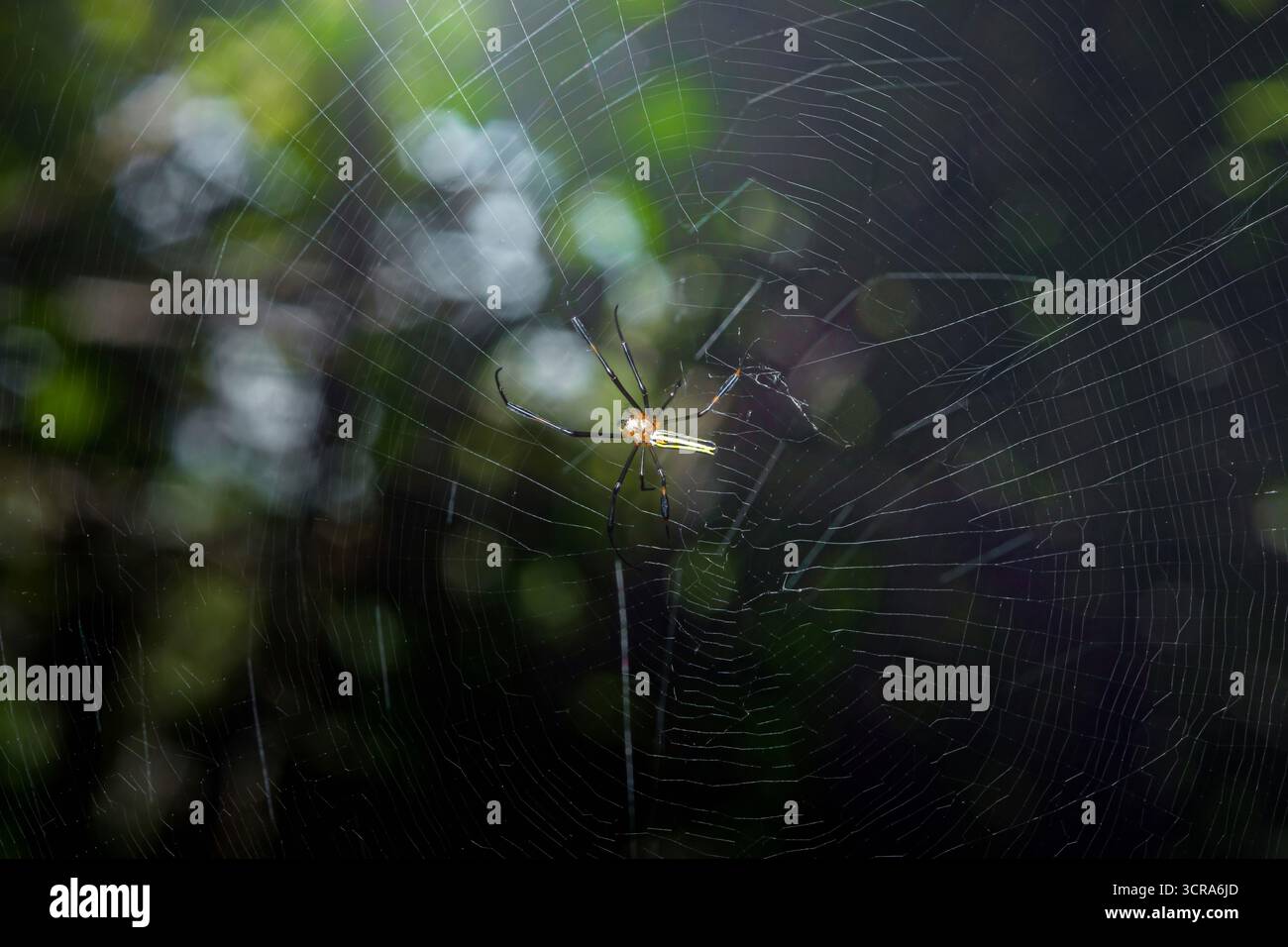 Araignée tisserand orbe à longues mâchoires attend patiemment sur sa toile complexe dans une forêt verdoyante et vibrante, démontrant la beauté et la complexité de la créature de la nature Banque D'Images