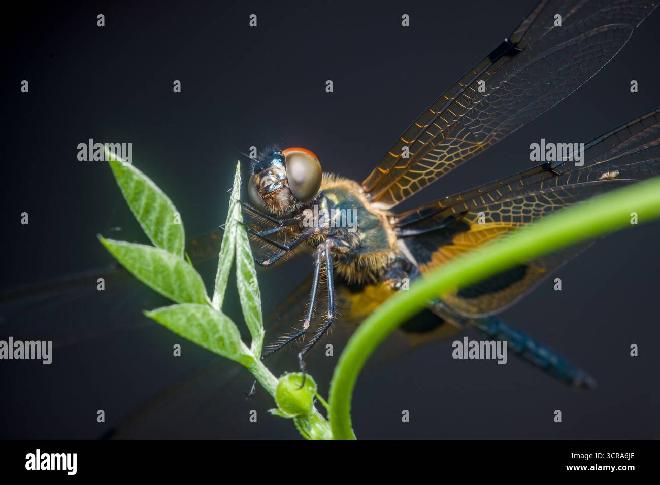 Gros plan d'une libellule aux ailes translucides perchées sur une tige de plante verte, mettant en valeur ses détails complexes sur un fond sombre flou Banque D'Images