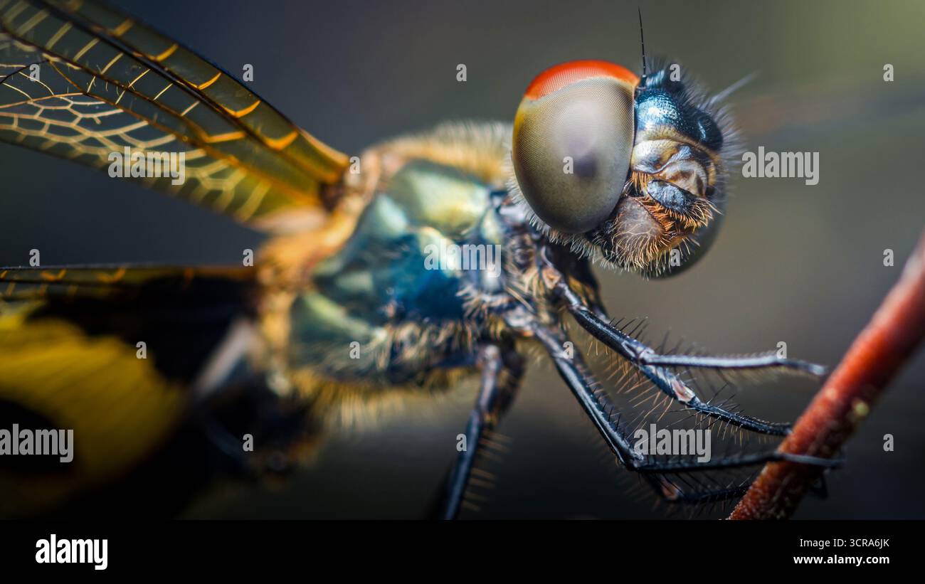 Gros plan extrême d'une libellule reposant sur une branche, mettant en valeur les détails complexes de ses yeux composés, veines délicates des ailes et corps velu Banque D'Images