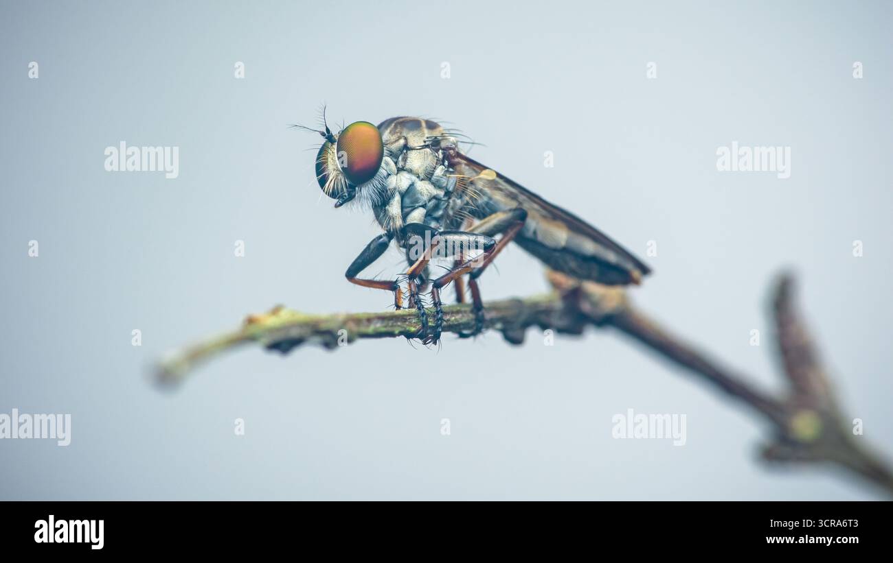 Voleur, également connu sous le nom de mouche d'assassin, perché sur une branche mince, mettant en valeur ses grands yeux et son corps velu sur un fond doux et flou, c Banque D'Images